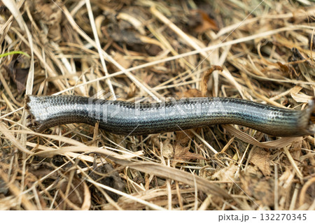 Macro Texture of Shed Alpine Snake Skin in Austria Macro Texture of Shed Alpine Snake Skin in Austria 132270345