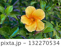 A vibrant close-up shot of a beautiful yellow-orange hibiscus flower in full bloom 132270534