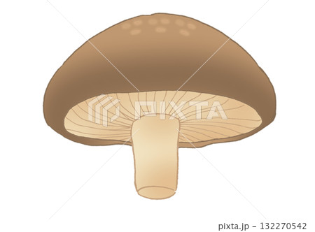下から見たシンプルなしいたけのイラスト 132270542