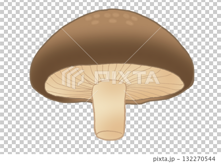 A simple illustration of a shiitake mushroom seen from below A simple illustration of a shiitake mushroom seen from below 132270544