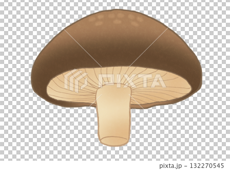A simple illustration of a shiitake mushroom seen from below A simple illustration of a shiitake mushroom seen from below 132270545