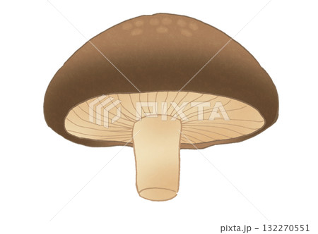 下から見たシンプルなしいたけのイラスト 132270551