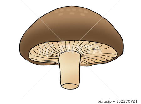 下から見たシンプルなしいたけのイラスト 132270721