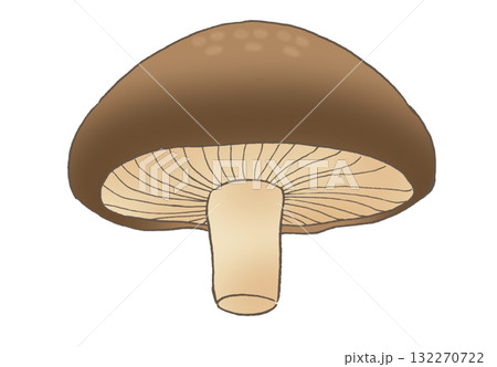 下から見たシンプルなしいたけのイラスト 132270722
