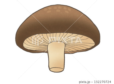 下から見たシンプルなしいたけのイラスト 132270724
