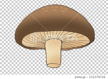 下から見たシンプルなしいたけのイラスト 132270726