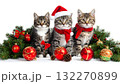 クリスマス仕様にデコレーションされた猫 132270899