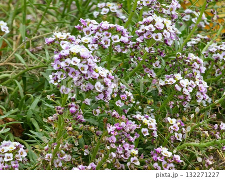 White, lilac and purple flowers of alyssum or Lobularia maritima in flowerbed in summer garden. White, lilac and purple flowers of alyssum or Lobularia maritima in flowerbed in summer garden. 132271227