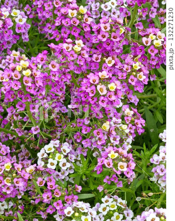 Purple, pink, and white flowers of the sea alyssum, or Lobularia maritima. Sea alyssum, or sweet alyssum, blooms in the garden in autumn. 132271230