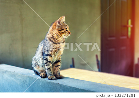 A cat sits on the terrace of a country house in summer 132271281
