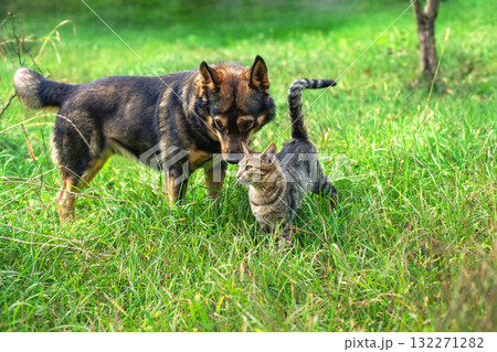 Cat and dog walking together on the grass in the summer garden Cat and dog walking together on the grass in the summer garden 132271282