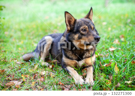 Dog lying outdoors on the grass in the autumn garden Dog lying outdoors on the grass in the autumn garden 132271300