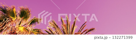 Palm trees against a purple background. Horizontal banner Palm trees against a purple background. Horizontal banner 132271399