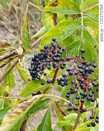 Black elderberry, or Sambucus nigra, is a berry native to the woods. Common names include elderberry, black elder, European elder, European elder and black elder. 132271764
