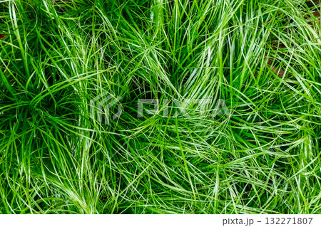 Close-up of vibrant green grass blades with varying textures and density. Regenerative agriculture, soil health, carbon capture, sustainable land management Close-up of vibrant green grass blades with varying textures and density. Regenerative agriculture, soil health, carbon capture, sustainable land management 132271807