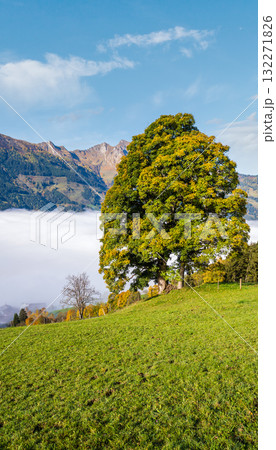 Misty autumn morning mountain and big lonely tree view from hiking path near Dorfgastein, Land Salzburg, Austria. Misty autumn morning mountain and big lonely tree view from hiking path near Dorfgastein, Land Salzburg, Austria. 132271826