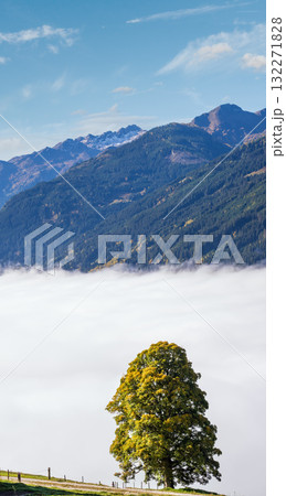 Misty autumn morning mountain and big lonely tree view from hiking path near Dorfgastein, Land Salzburg, Austria. 132271828