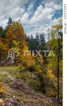 Peaceful autumn Alps mountain forest view. Near Gosauseen or Vorderer Gosausee lake, Upper Austria. 132271921