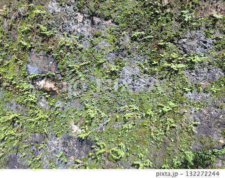 Green moss stone texture background. Ecology and environment concept. Green moss stone texture background. Ecology and environment concept. 132272244