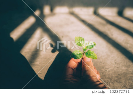 Single hand gently holding small green sprout with sunlight casting dramatic shadows on concrete surface, symbolizing hope, growth, and new beginnings 132272751