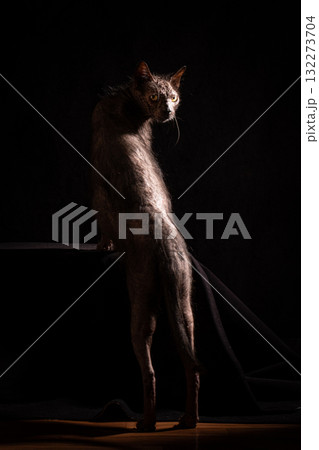 A cat of the Lykoi breed. The cat stands on its hind legs, looking over his shoulder, looking at the camera A cat of the Lykoi breed. The cat stands on its hind legs, looking over his shoulder, looking at the camera 132273704