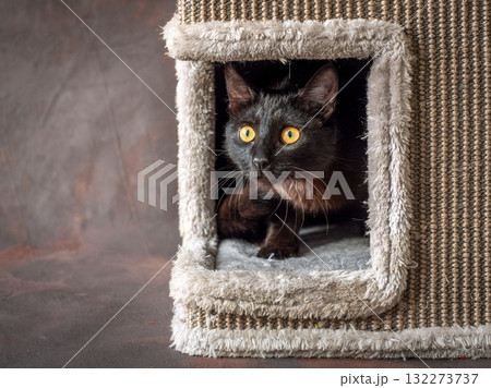 A black cat with yellow eyes looks out of his house. 132273737