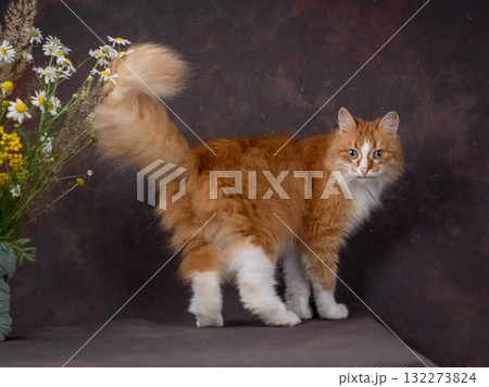 A beautiful white and red cat poses on a brown background, next to a beech of wildflowers. Green eyes 132273824