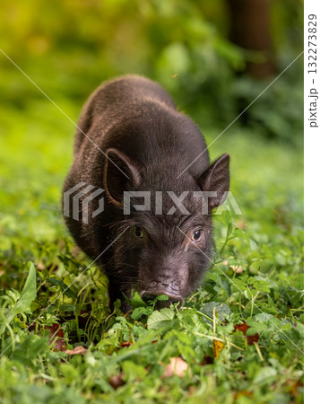 A black pig stands and looks among the grass. 132273829