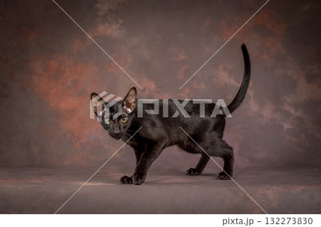 A black teenage cat on a brown background in the studio. A kitten of the oriental breed. 132273830