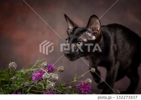 A black kitten of the oriental breed on a brown background. Kitten next to beautiful wildflowers A black kitten of the oriental breed on a brown background. Kitten next to beautiful wildflowers 132273837