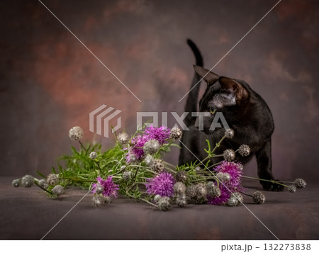 A black kitten of the oriental breed on a brown background. Kitten next to beautiful wildflowers A black kitten of the oriental breed on a brown background. Kitten next to beautiful wildflowers 132273838