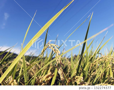 日を浴びるイネのクローズアップ 132274377