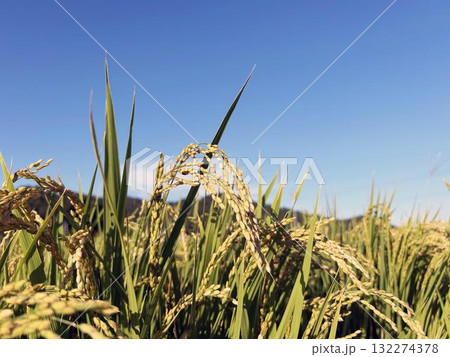 日を浴びるイネと青空 132274378