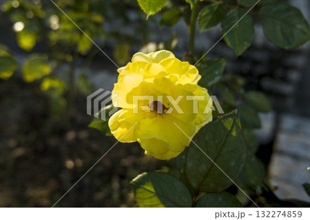 黄色の薔薇のアップ 黄色の薔薇のアップ 132274859