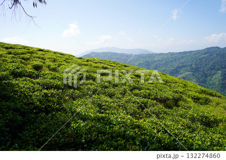 Expansive Tea Plantation on Steep Green Hillside at Sherpagaon Kalimpong Expansive Tea Plantation on Steep Green Hillside at Sherpagaon Kalimpong 132274860