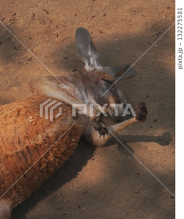 Kangaroo Resting Ground Shadow Australia 132275581