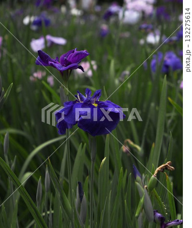 Blooming Flower Closeup Vibrant Nature Blooming Flower Closeup Vibrant Nature 132275614