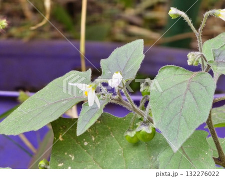 A close-up of a flowering Solanum nigrum plant. The white flowers of black nightshade are followed by the poisonous black berries. 132276022