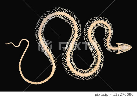 This unique specimen features a complete snake skeleton against a solid black background, highlighting the delicate and intricate bone structure. The detailed anatomy is clearly visible. This unique specimen features a complete snake skeleton against a solid black background, highlighting the delicate and intricate bone structure. The detailed anatomy is clearly visible. 132276090
