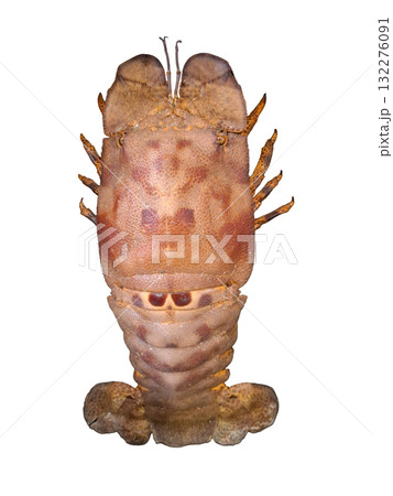 Isolated Spanish slipper lobster, Scyllarides aequinoctialis, reveals its distinct shape and texture. Found in warm coastal waters, this species exhibits an intriguing anatomy and vibrant coloration. Isolated Spanish slipper lobster, Scyllarides aequinoctialis, reveals its distinct shape and texture. Found in warm coastal waters, this species exhibits an intriguing anatomy and vibrant coloration. 132276091