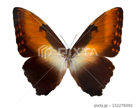 This striking Sunset Butterfly Morpho Hecuba showcases its vibrant orange and black wings while perched quietly, highlighting its distinct patterns against a plain background. 132276092