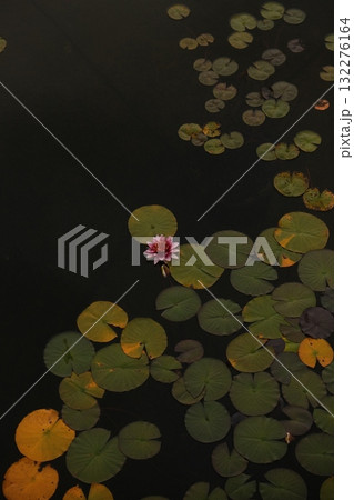 Water Lily Pond Leaves Single Bloom Tranquil 132276164