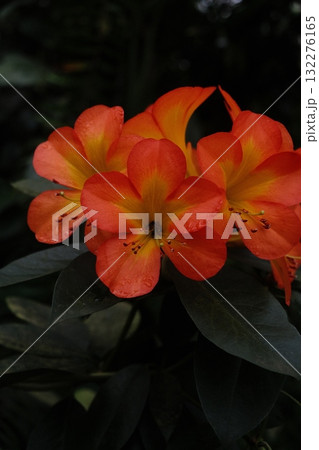 Orange Red Flower Macro Closeup Lush Petals 132276165