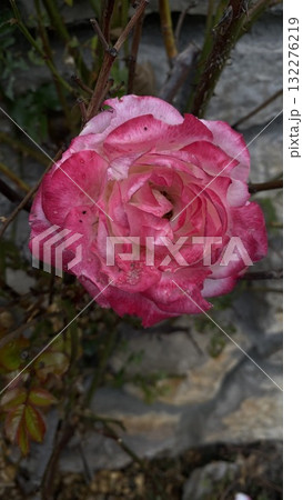 Pink rose flower with dew drops blooming in garden close up 132276219