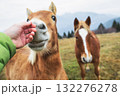 Horse caressed by a hand Horse caressed by a hand 132276278