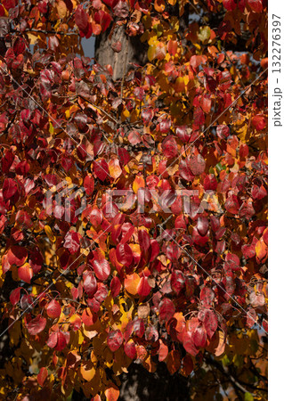 Close-up of vibrant autumn foliage with red, orange, and yellow leaves illuminated by sunlight, showing rich seasonal texture and natural contrast 132276397