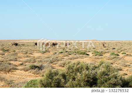 Group of camels eating grass in a medow. Tunisia, Africa Group of camels eating grass in a medow. Tunisia, Africa 132276532