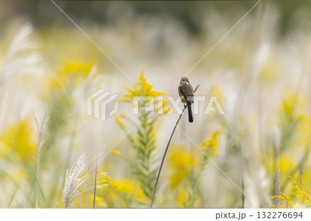 秋の農耕地に飛来したモズ 132276694