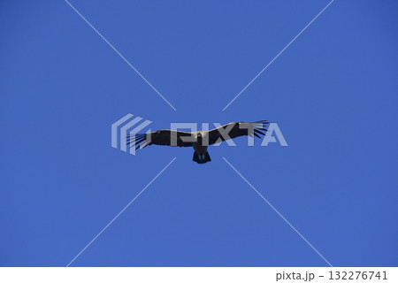 Andean Condor ,Torres del Paine National Park, Patagonia, Chile. Andean Condor ,Torres del Paine National Park, Patagonia, Chile. 132276741