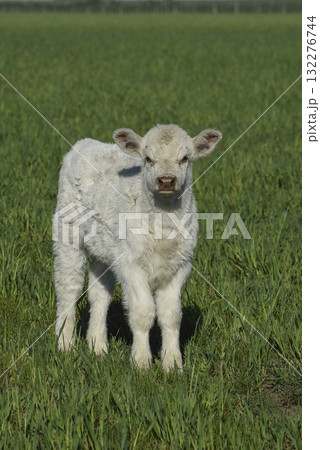 White Shorthorn calf , in Argentine countryside, La Pampa province, Patagonia, Argentina. 132276744